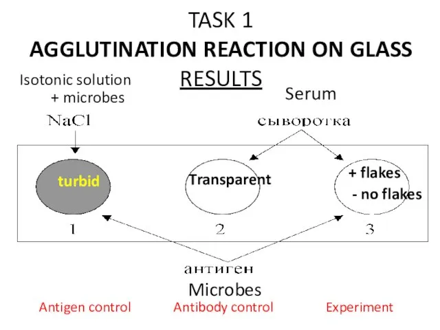 TASK 1 AGGLUTINATION REACTION ON GLASS RESULTS Isotonic solution + microbes