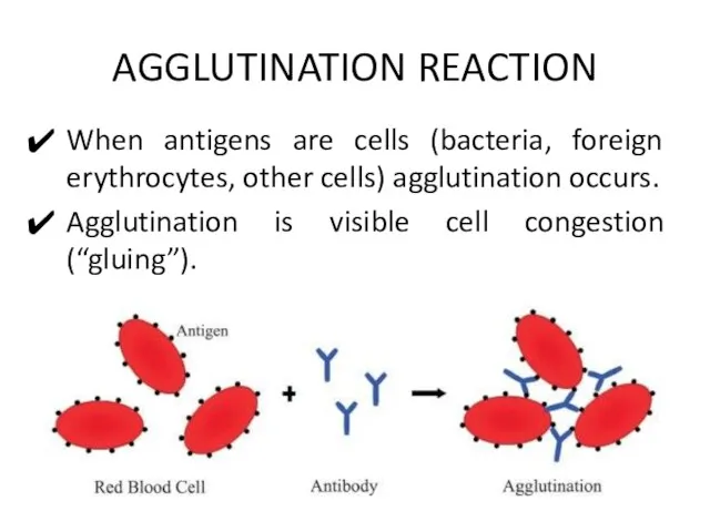 AGGLUTINATION REACTION When antigens are cells (bacteria, foreign erythrocytes, other cells)