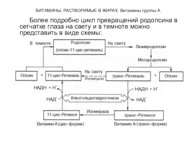 ВИТАМИНЫ, РАСТВОРИМЫЕ В ЖИРАХ. Витамины группы А Более подробно цикл превращений