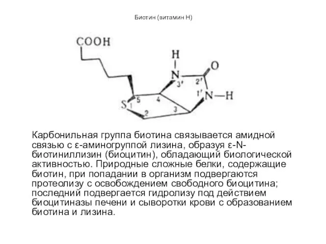 Биотин (витамин Н) Карбонильная группа биотина связывается амидной связью с ε-аминогруппой