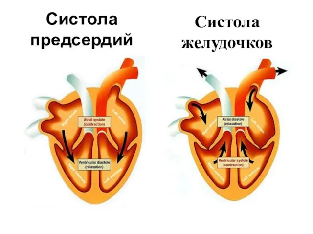 Систола предсердий Систола желудочков