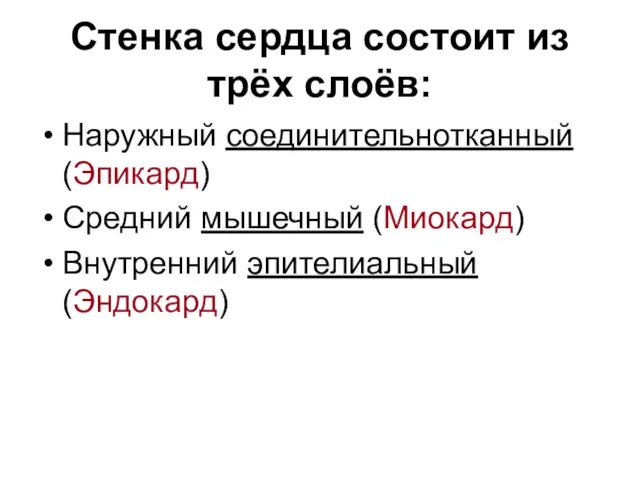 Стенка сердца состоит из трёх слоёв: Наружный соединительнотканный (Эпикард) Средний мышечный (Миокард) Внутренний эпителиальный (Эндокард)