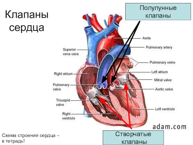 Клапаны сердца Створчатые клапаны Полулунные клапаны Схема строения сердца – в тетрадь!