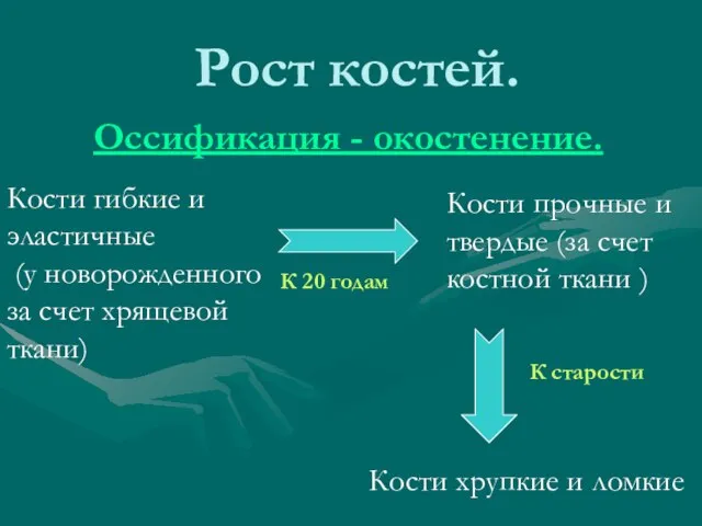 Рост костей. Оссификация - окостенение. Кости гибкие и эластичные (у новорожденного