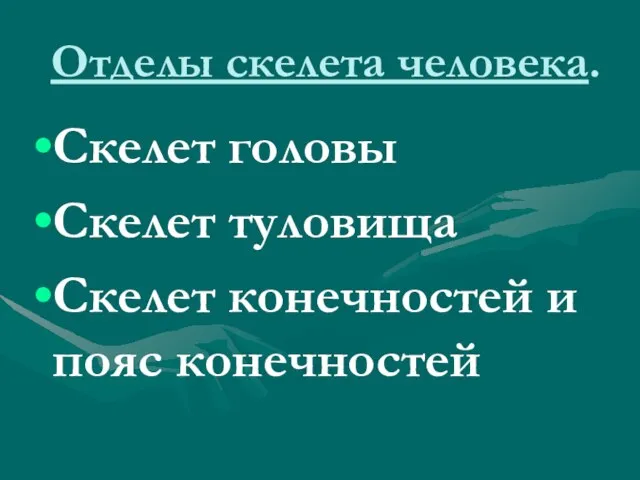 Отделы скелета человека. Скелет головы Скелет туловища Скелет конечностей и пояс конечностей