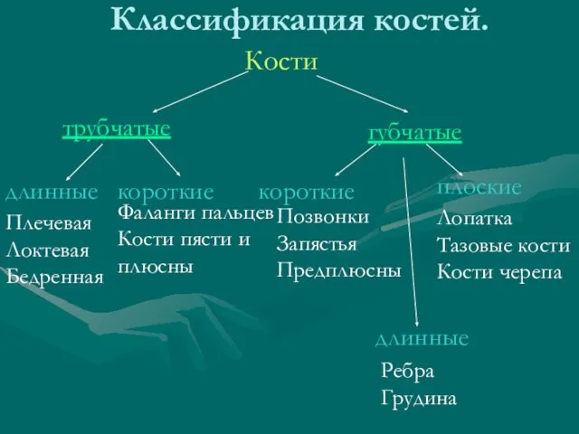 Классификация костей. Кости трубчатые губчатые длинные короткие короткие плоские Плечевая Локтевая