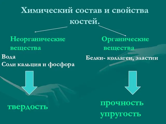 Химический состав и свойства костей. Неорганические вещества Органические вещества Вода Соли