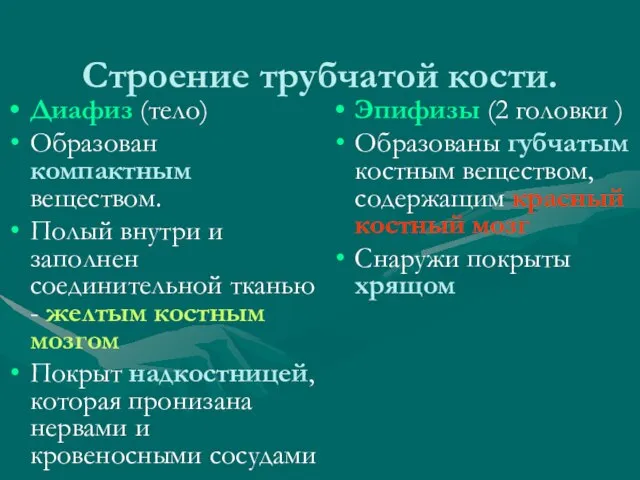 Строение трубчатой кости. Диафиз (тело) Образован компактным веществом. Полый внутри и