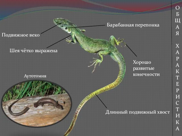 Длинный подвижный хвост Хорошо развитые конечности Аутотомия О Б ЩА Я