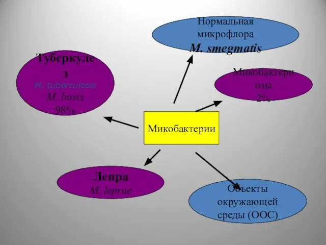 Микобактерии Туберкулез M. tuberculosis M. bovis 98% Лепра M. leprae Нормальная