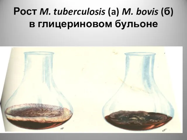 Рост M. tuberculosis (a) M. bovis (б) в глицериновом бульоне