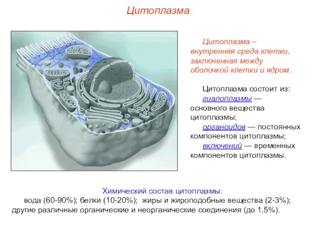 Цитоплазма Химический состав цитоплазмы: вода (60-90%); белки (10-20%); жиры и жироподобные