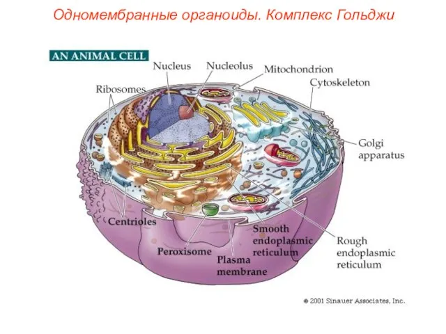 Одномембранные органоиды. Комплекс Гольджи