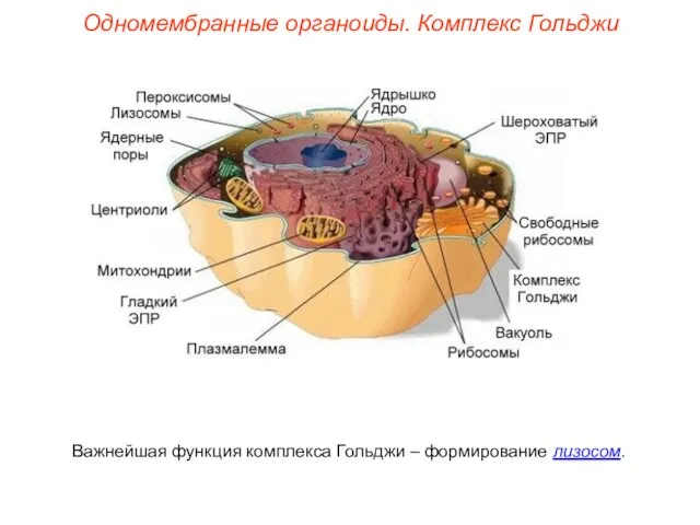 Важнейшая функция комплекса Гольджи – формирование лизосом. Одномембранные органоиды. Комплекс Гольджи