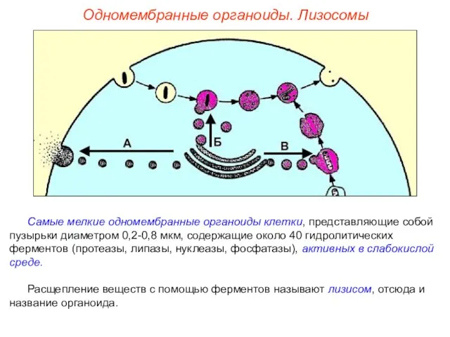 Самые мелкие одномембранные органоиды клетки, представляющие собой пузырьки диаметром 0,2-0,8 мкм,