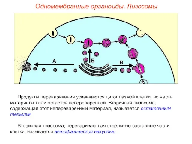 Одномембранные органоиды. Лизосомы Продукты переваривания усваиваются цитоплазмой клетки, но часть материала