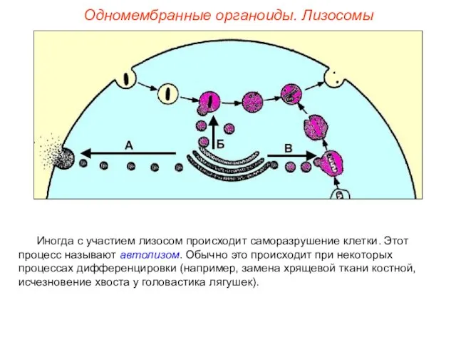 Иногда с участием лизосом происходит саморазрушение клетки. Этот процесс называют автолизом.