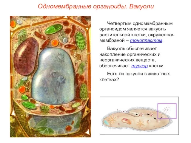 Четвертым одномембранным органоидом является вакуоль растительной клетки, окруженная мембраной – тонопластом.