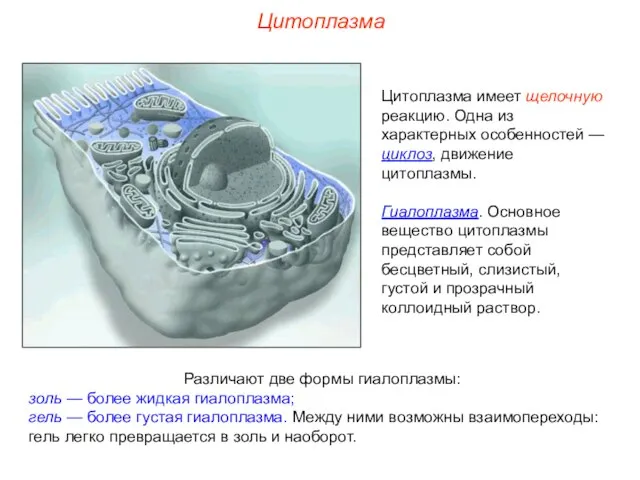 Цитоплазма имеет щелочную реакцию. Одна из характерных особенностей — циклоз, движение