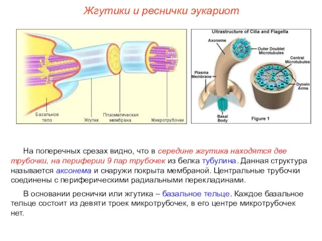 На поперечных срезах видно, что в середине жгутика находятся две трубочки,