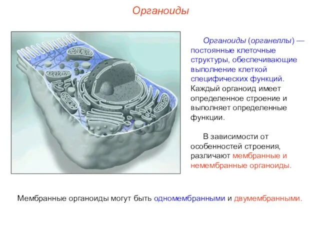 Органоиды (органеллы) — постоянные клеточные структуры, обеспечивающие выполнение клеткой специфических функций.