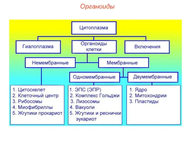 Органоиды