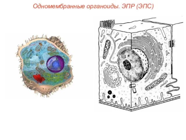 Одномембранные органоиды. ЭПР (ЭПС)