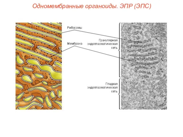 Одномембранные органоиды. ЭПР (ЭПС)