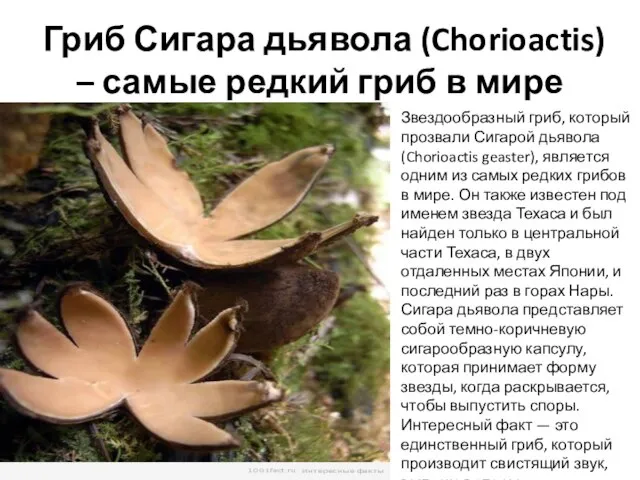 Гриб Сигара дьявола (Chorioactis) – самые редкий гриб в мире Звездообразный