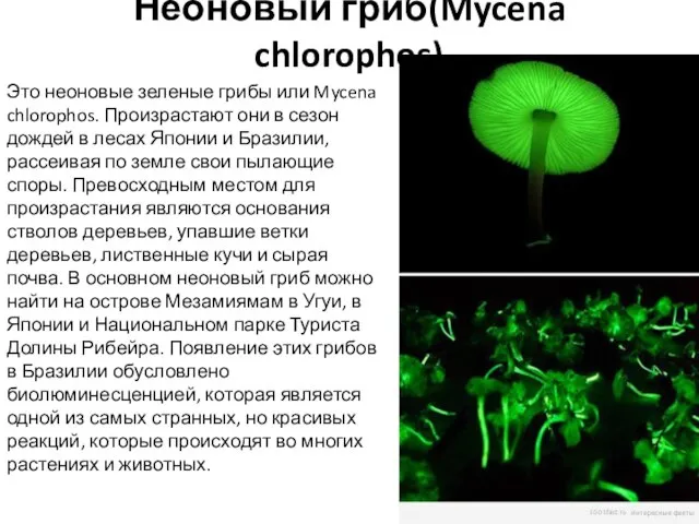 Неоновый гриб(Mycena chlorophos) Это неоновые зеленые грибы или Mycena chlorophos. Произрастают