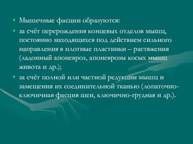 Мышечные фасции образуются: за счёт перерождения концевых отделов мышц, постоянно находящихся