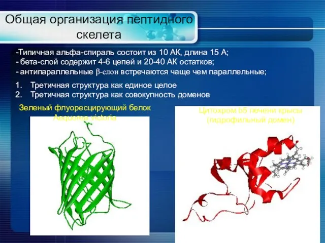 Общая организация пептидного скелета Типичная альфа-спираль состоит из 10 АК, длина