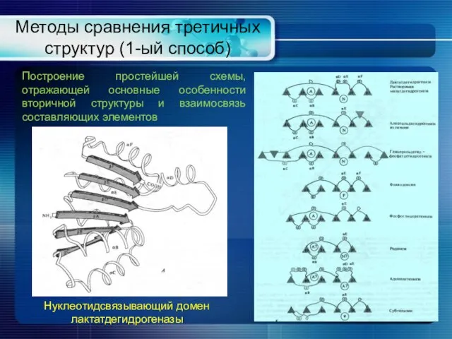 Методы сравнения третичных структур (1-ый способ) Нуклеотидсвязывающий домен лактатдегидрогеназы Построение простейшей