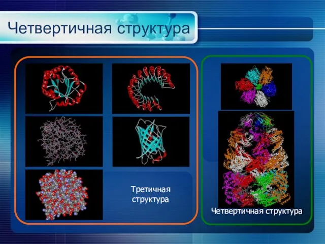 Четвертичная структура Третичная структура Четвертичная структура