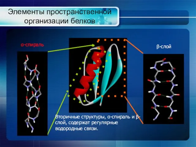 Элементы пространственной организации белков α-спираль β-слой Вторичные структуры, α-спираль и β-слой, содержат регулярные водородные связи.