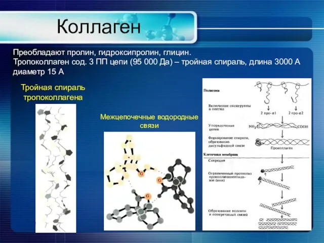 Коллаген Преобладают пролин, гидроксипролин, глицин. Тропоколлаген сод. 3 ПП цепи (95