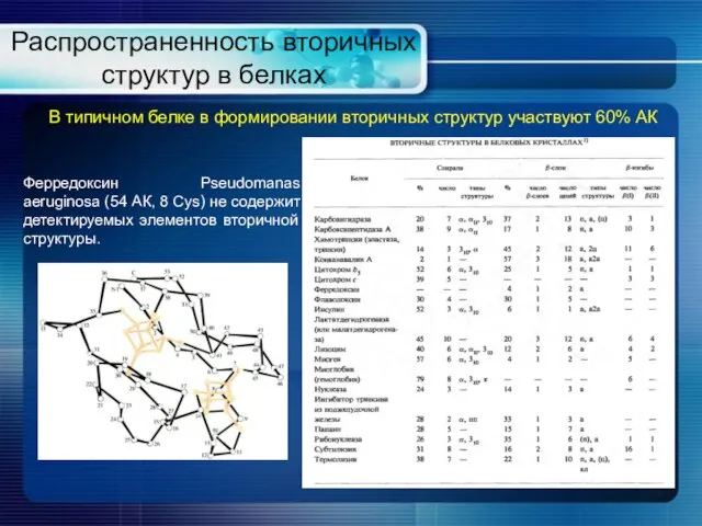 Распространенность вторичных структур в белках В типичном белке в формировании вторичных