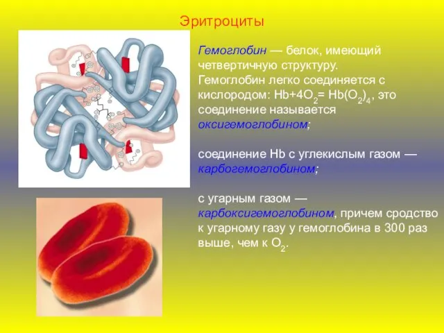 Эритроциты Гемоглобин — белок, имеющий четвертичную структуру. Гемоглобин легко соединяется с