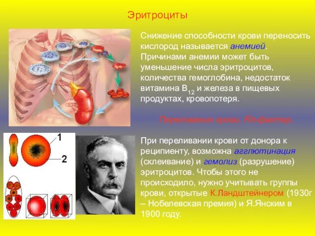 Снижение способности крови переносить кислород называется анемией. Причинами анемии может быть