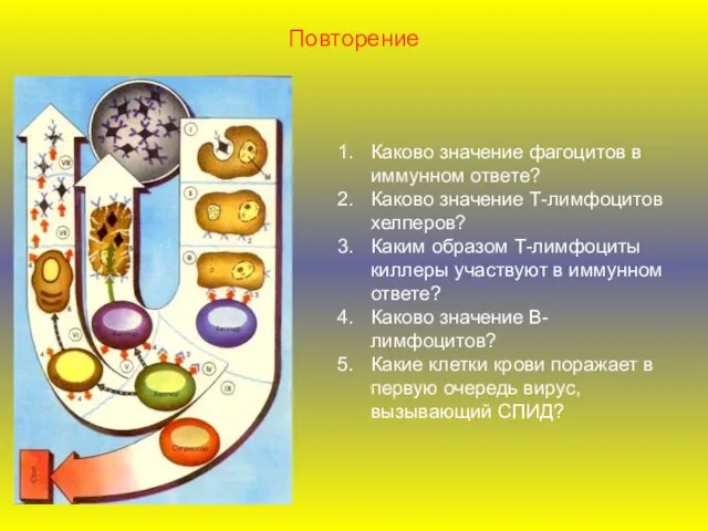 Каково значение фагоцитов в иммунном ответе? Каково значение Т-лимфоцитов хелперов? Каким