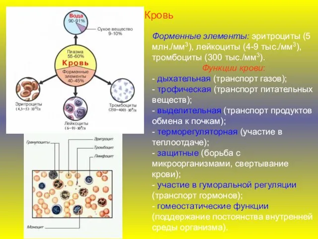 Кровь Форменные элементы: эритроциты (5 млн./мм3), лейкоциты (4-9 тыс./мм3), тромбоциты (300