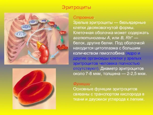 Эритроциты Строение. Зрелые эритроциты — безъядерные клетки двояковогнутой формы. Клеточная оболочка