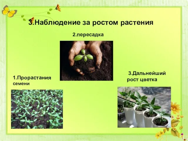 3.Наблюдение за ростом растения 1.Прорастания семени 2.пересадка 3.Дальнейший рост цветка