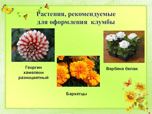 Растения, рекомендуемые для оформления клумбы Георгин хамелеон разноцветный Вербена белая Бархатцы