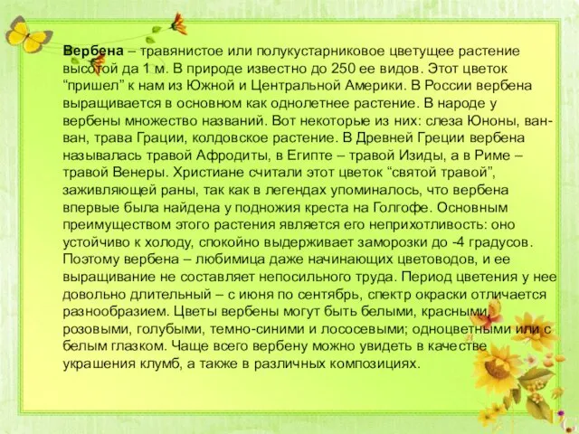 Вербена – травянистое или полукустарниковое цветущее растение высотой да 1 м.