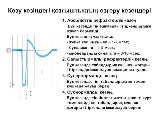 Қозу кезіндегі қозғыштықтың өзгеру кезеңдері 1. Абсолюттік рефрактерлік кезең. Бұл кезеңде