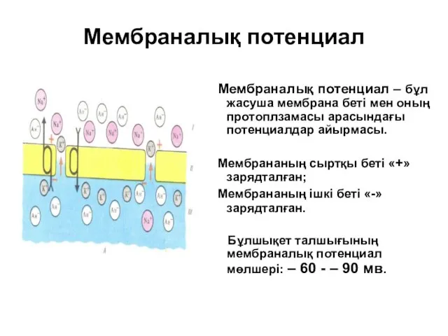 Мембраналық потенциал Мембраналық потенциал – бұл жасуша мембрана беті мен оның