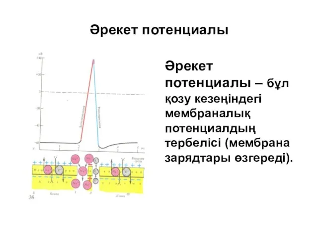 Әрекет потенциалы Әрекет потенциалы – бұл қозу кезеңіндегі мембраналық потенциалдың тербелісі (мембрана зарядтары өзгереді).