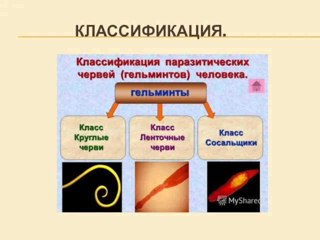 КЛАССИФИКАЦИЯ.