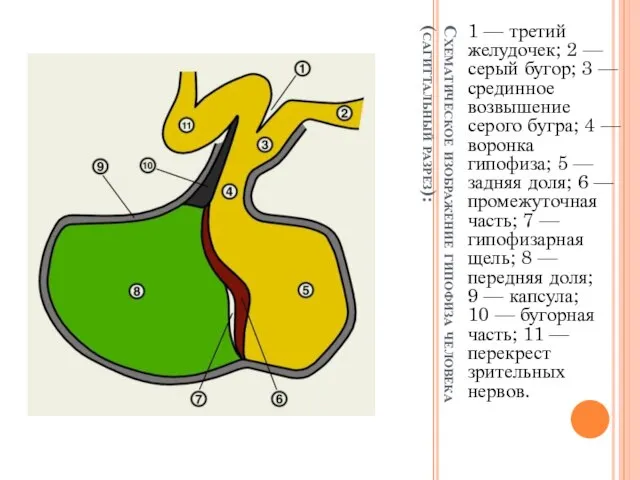Схематическое изображение гипофиза человека (сагиттальный разрез): 1 — третий желудочек; 2